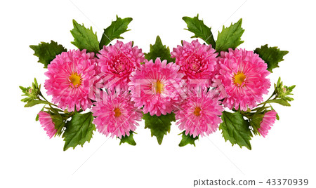 Aster flowers in a line composition 43370939