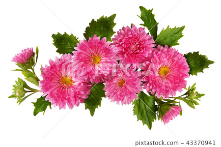 Aster flowers composition 43370941