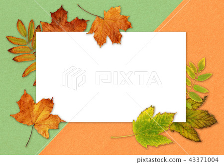 Green and orange dry autumn leaves and a card 43371004