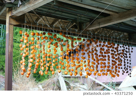 Koro Persimmon Marumori Town, Miyagi Prefecture 43371250