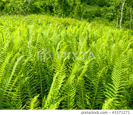 The Sword Fern The Sword Fern 43371271