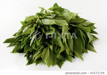Moroheija Moroheija 43371734