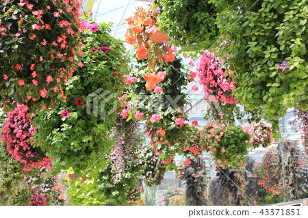 Mishima sky garden flower chandelier Mishima sky garden flower chandelier 43371851