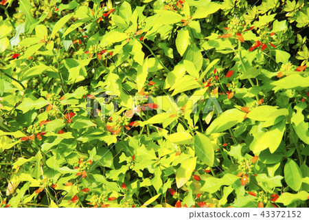 Red leaf of acacia 43372152