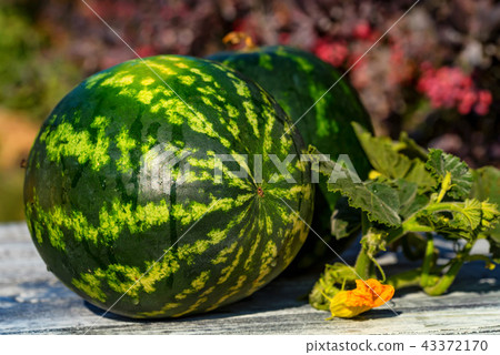 Fresh watermelon with flowers on wooden board 43372170
