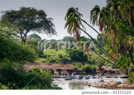 Pack of hippos is having rest in river Pack of hippos is having rest in river 43372220