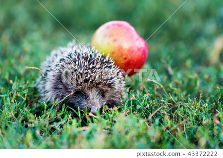 Prickly hedgehog on a green grass near the apple 43372222