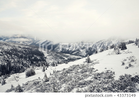 Beautiful snowy foggy winter landscape country Beautiful snowy foggy winter landscape country 43373149