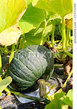 Pumpkin in a field 43373299