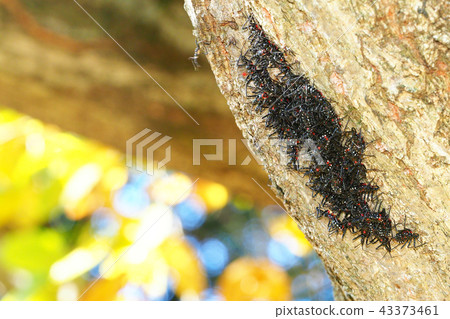 Horizontal snail turtle (population of larvae) Horizontal snail turtle (population of larvae) 43373461