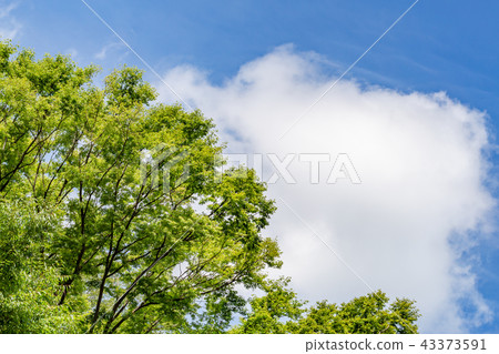 Blue sky and fresh green Blue sky and fresh green 43373591