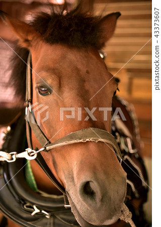 Kijima的臉 43373607