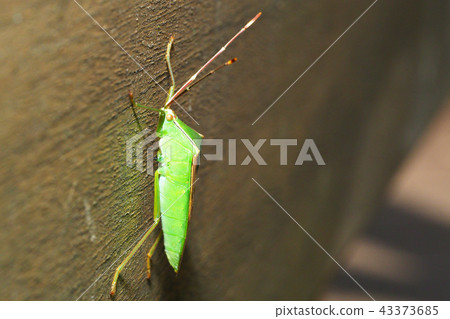 Spotted Spider Bug Spotted Spider Bug 43373685