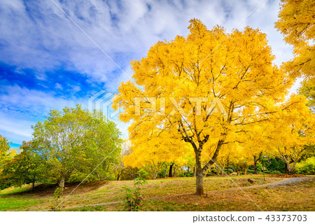 Australian autumn in Mount Lofty, Adelaide Hills Australian autumn in Mount Lofty, Adelaide Hills 43373703