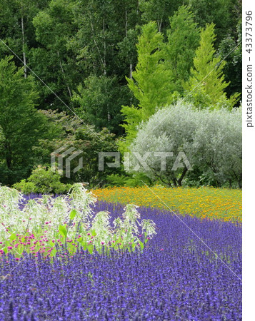 Flower garden leading to the forest Flower garden leading to the forest 43373796