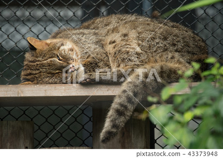 Sleeping face of Tsushima cat Sleeping face of Tsushima cat 43373948
