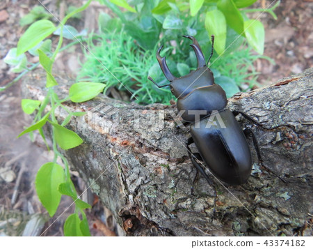 Kokuwagata（男） 43374182