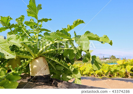 Daikon of the field 43374286