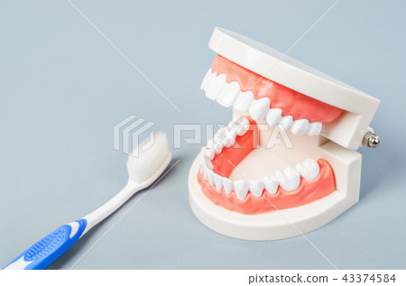 White teeth model and toothbursh. White teeth model and toothbursh. 43374584