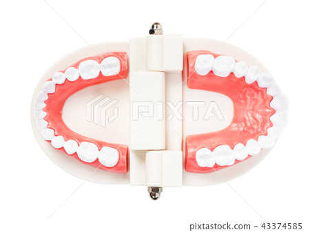Teeth model for education isolated. Teeth model for education isolated. 43374585