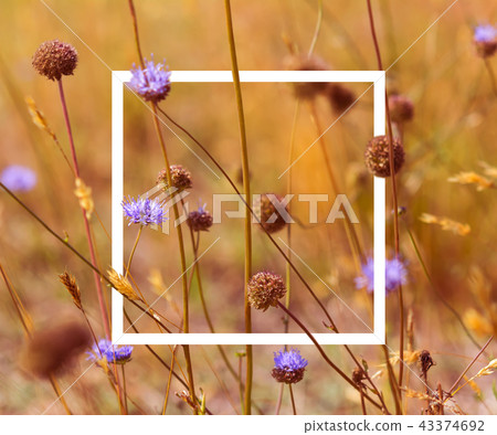 toned autumn composition with white frame 43374692