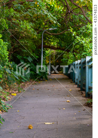 台北圓山飯店綠蔭通道 台北圓山ホテル山林歩道 Tree Trail 43374813