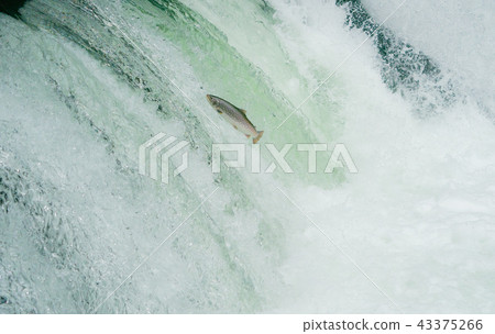 爬上阿梅巴的瀑布 爬上阿梅巴的瀑布 43375266