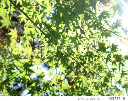 秋葉雪葉子 43375349