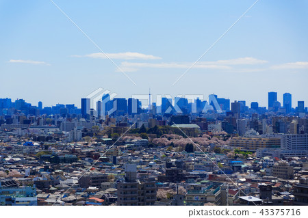Yoshino cherry tree in full bloom and Tokyo Tower 43375716