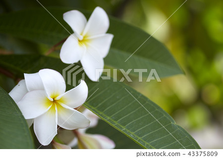 Close-Up Of Frangipani Blooming Outdoors Close-Up Of Frangipani Blooming Outdoors 43375809