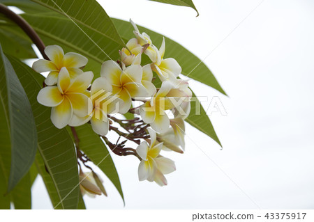 Close-Up Of Frangipani Blooming Outdoors Close-Up Of Frangipani Blooming Outdoors 43375917