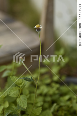 Close-Up Of Yellow Flower 43375954