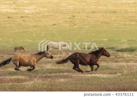Wild Horses in utah Wild Horses in utah 43376131