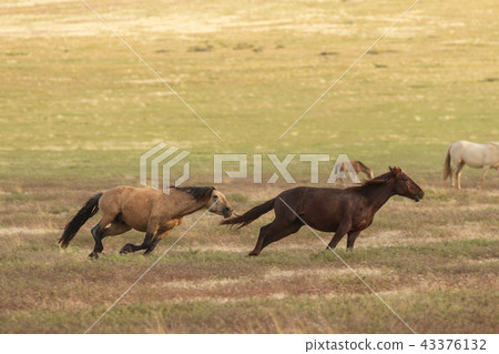 Wild Horses in utah 43376132