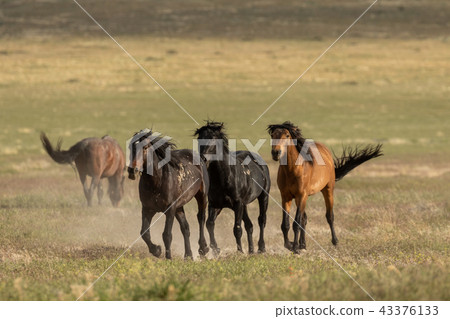 Wild Horses in utah Wild Horses in utah 43376133
