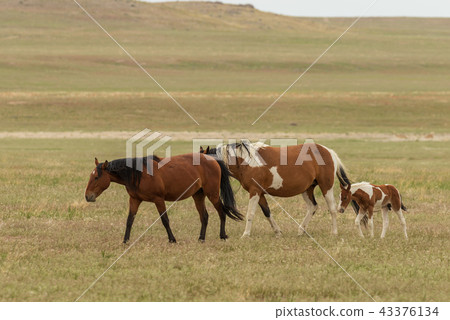 Wild Horses in utah 43376134