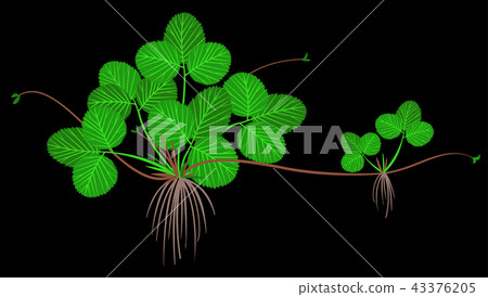 Strawberry bush Strawberry bush 43376205