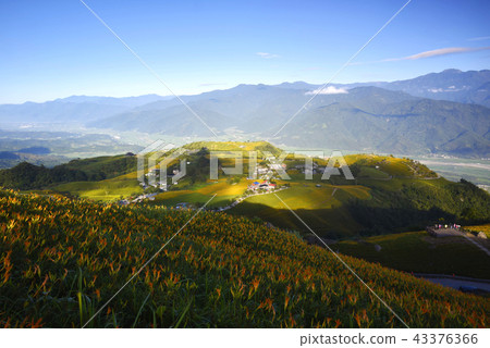 After Kiyoshi Hijiri, sixty Ishiyama Sanjyo gold needles gradually flowering. After Kiyoshi Hijiri, sixty Ishiyama Sanjyo gold needles gradually flowering. 43376366