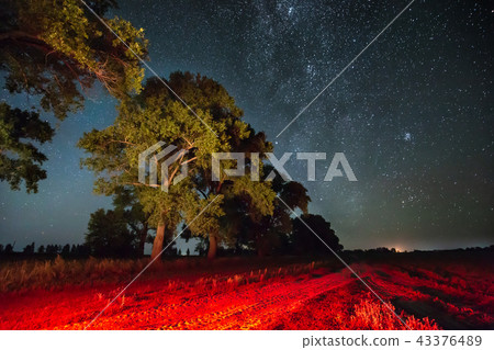 Milky Way Galaxy In Night Starry Sky Above Tree In Summer Forest 43376489