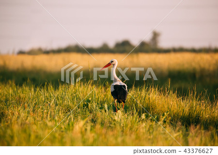 Adult European White Stork Standing In Green Summer Grass In Belarus 43376627