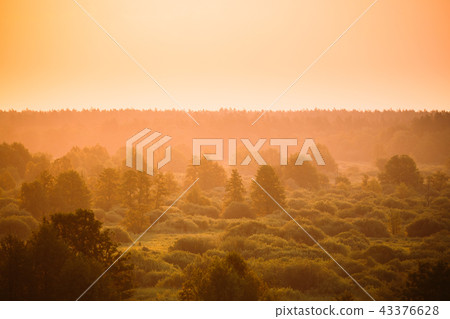 Sunrise Over Misty Forest Landscape In Early Morning. Scenic View 43376628