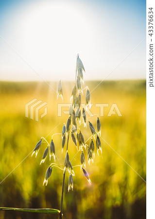 Close Up Of Oat Florets In Green Young Oat Plantation In Field 43376634
