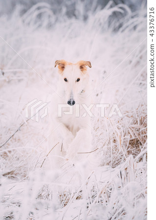 Russian Wolfhound Hunting Sighthound Russkaya Psovaya Borzaya Dog 43376716