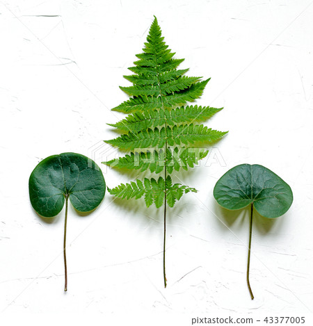 Green leaves on white concrete background, flat lay Green leaves on white concrete background, flat lay 43377005
