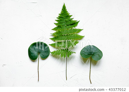 Green leaves on white concrete background, flat lay Green leaves on white concrete background, flat lay 43377012