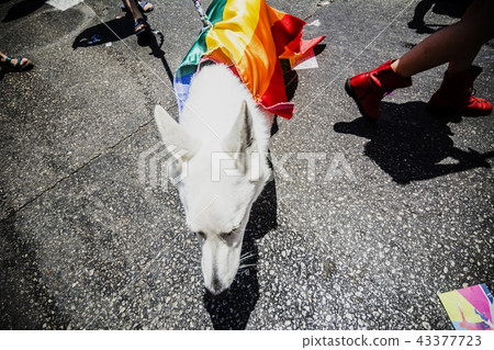 Pride Parade: White dog rainbow cape in the crowd Pride Parade: White dog rainbow cape in the crowd 43377723