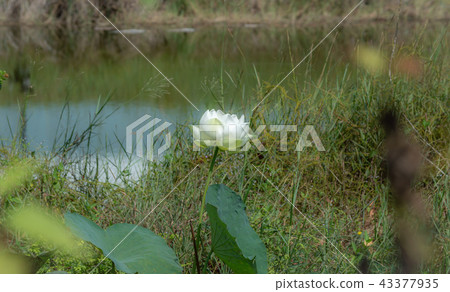 Flower lotus nature summer green plant blossom asi 43377935