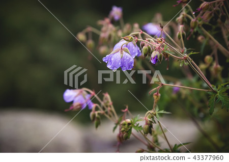 Meadow geranium. Blooming geranium with lilac flowers among the grass. Medicinal plant. Evening shot Meadow geranium. Blooming geranium with lilac flowers among the grass. Medicinal plant. Evening shot 43377960
