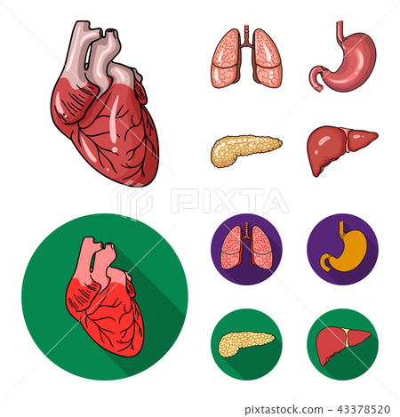 Heart, lungs, stomach, pancreas. Human organs set collection icons in cartoon,flat style vector Heart, lungs, stomach, pancreas. Human organs set collection icons in cartoon,flat style vector 43378520
