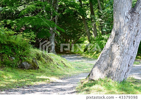 A small street in the forest A small street in the forest 43379398